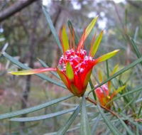 Glenbrook Native Plant Reserve and Nursery - Local Tourism