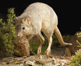 Kanyana Wildlife Rehabilitation Centre - Local Tourism 0