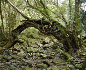 Mitchell River Walking Track - Accommodation Australia 0