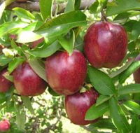 Top 40 Orchard - Accommodation Australia