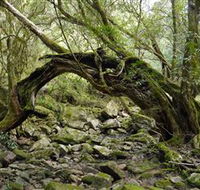 Mitchell River National Park - Local Tourism