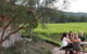 Stonehurst Cedar Creek Vineyard - thumb 2