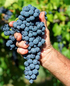 Stonehurst Cedar Creek Vineyard - Local Tourism 5