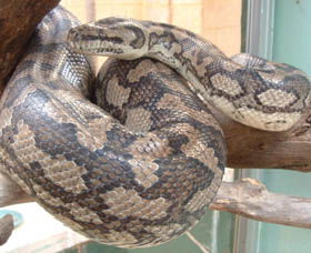 Armadale Reptile Centre - Accommodation Australia 0
