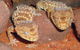 Armadale Reptile Centre - thumb 1