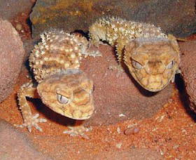 Armadale Reptile Centre - Accommodation Australia 1