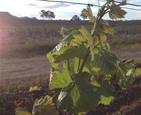 Drayton's Family Wines - Local Tourism 1