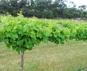 Tamburlaine Organic Wines - Local Tourism 1