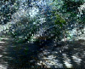 Cave Creek Walking Track - Accommodation Australia 3