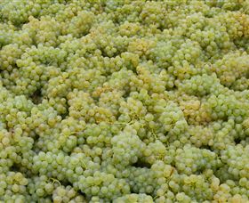 Normanby Wines - Accommodation Australia 0