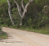 Riverview walking track