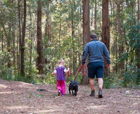 Olney State Forest - Watagan Mountains - Accommodation Australia 0