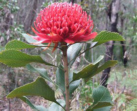 Olney State Forest - Watagan Mountains - Accommodation Australia 1