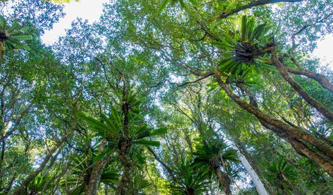 Hidden Treasure Track - Australia Shopping 2