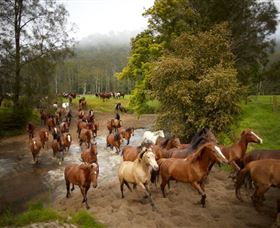 Glenworth Valley Horse Riding - Accommodation Australia 0