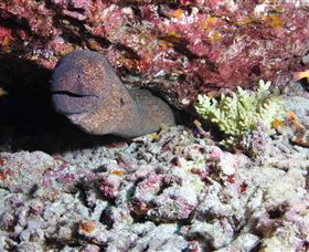 Anchor Bommie Dive Site - Local Tourism 1