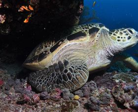 Anchor Bommie Dive Site - Local Tourism 2