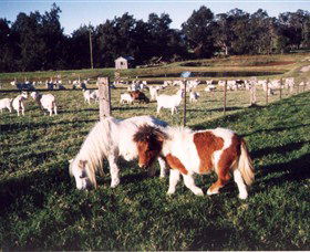 Trudgalong Farm - Local Tourism 0