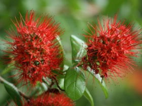 Hervey Bay Botanic Gardens - Australia Shopping 2