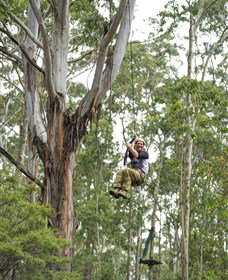 TreeTop Adventure Park Central Coast - Local Tourism 2