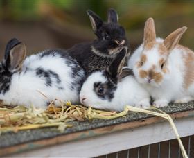 Amazement Farm And Fun Park / Cafe And Farmstay Accommodation - Accommodation Australia 2