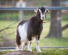 Amazement Farm And Fun Park / Cafe And Farmstay Accommodation - Accommodation Australia 3