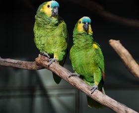 Amazement Farm And Fun Park / Cafe And Farmstay Accommodation - Accommodation Australia 7