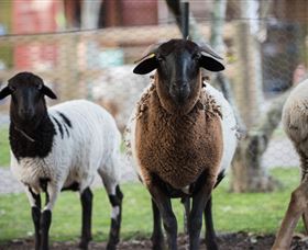Amazement Farm And Fun Park / Cafe And Farmstay Accommodation - Accommodation Australia 4
