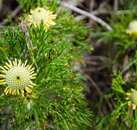 Illawarra lookout walking track - Accommodation Australia