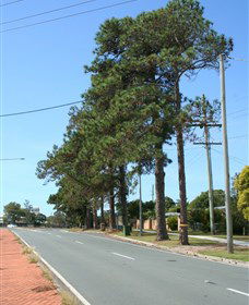 Anzac Memorial Avenue, Redcliffe - Accommodation Australia 1