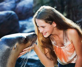 Sea Life Sunshine Coast - Local Tourism 1