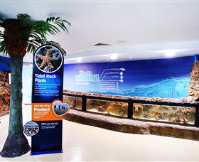 Sea Life Sunshine Coast - Local Tourism 2