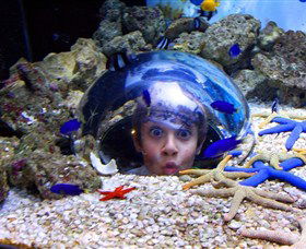Sea Life Sunshine Coast - Local Tourism 0