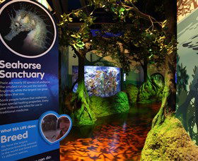 Sea Life Sunshine Coast - Local Tourism 3