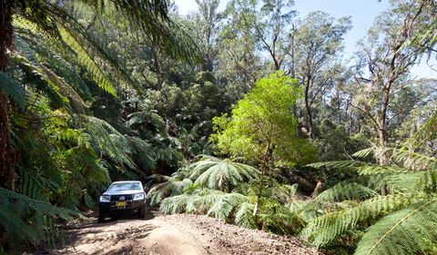 Wadbilliga Road Drive - Accommodation Australia 3