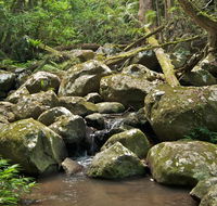 Booyong walking track - Local Tourism