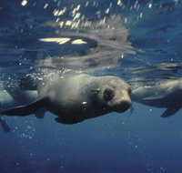 Wilsons Promontory Marine National Park - Australia Shopping