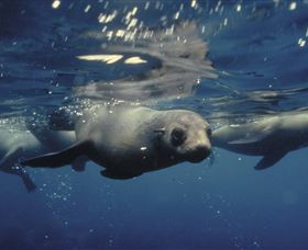 Wilsons Promontory Marine National Park - Australia Shopping 0