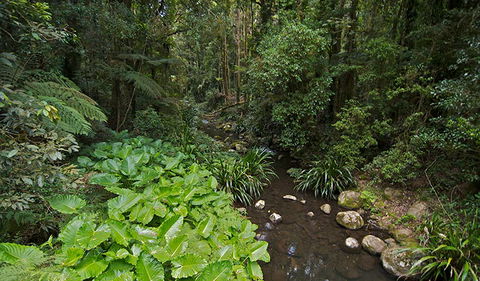 Brindle Creek Picnic Area - Local Tourism 1
