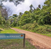 Antarctic Beech picnic area - Local Tourism