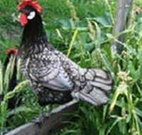 Merry Maidens Veggies - Accommodation Australia