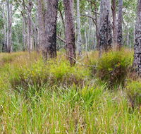 Narrawallee Inlet walking track - Accommodation Australia