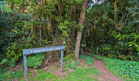 Falcorostrum Loop Walking Track - Accommodation Australia 0