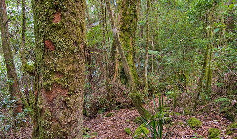 Falcorostrum Loop Walking Track - Accommodation Australia 2