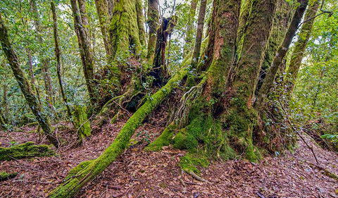 Falcorostrum Loop Walking Track - Accommodation Australia 3
