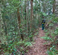 Blackbutt walking track - Accommodation Australia