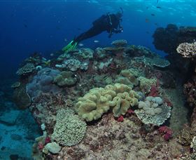 Flinders Reef Dive Site - Accommodation Australia 2