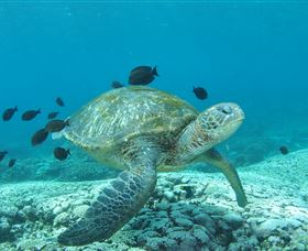 Flinders Reef Dive Site - Accommodation Australia 0