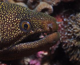 Flinders Reef Dive Site - Accommodation Australia 3