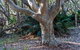 Myrtle Beach Walking Track - thumb 1